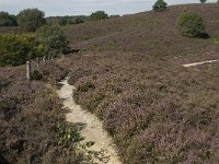 NL, Gelderland, Rheden, Rhedensche Heide 8, Saxifraga-Jan van der Straaten